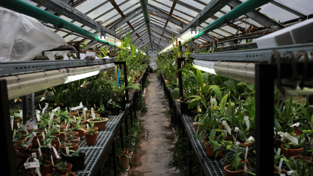 image of a greenhouse