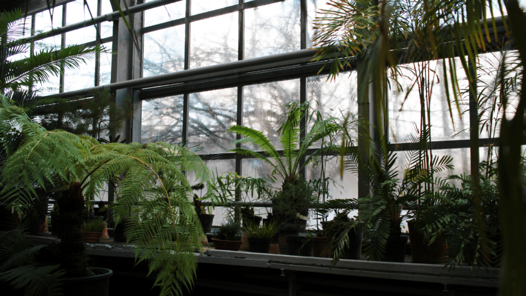 a plant in the green house