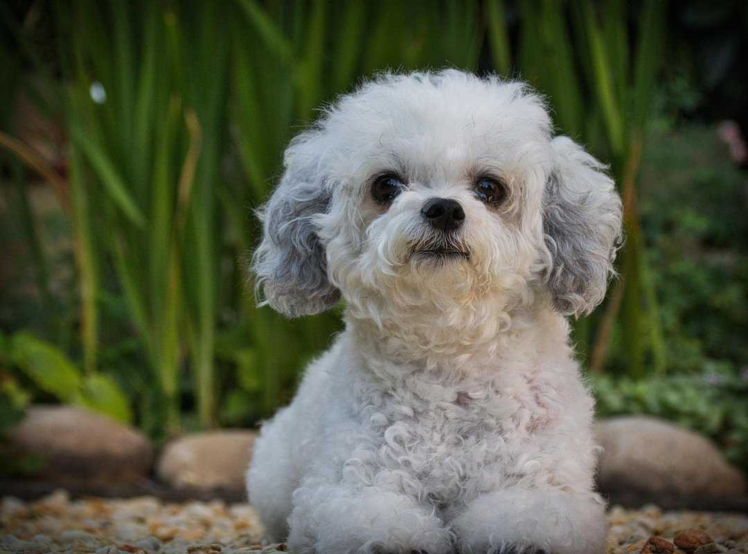 Which Desk Should I Buy Thtintdesign