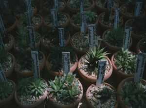 Which Houseplants Should I Buy Ththomedec